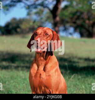 Pets. Adult dog. Hungarian Vizla outdoor portrait. Stock Photo