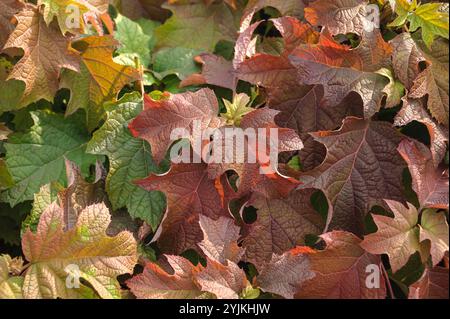 Eichenblatt-Hortensie, Hydrangea quercifolia,, Oakleaf hydrangea Stock Photo