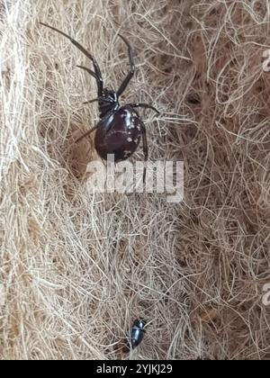 Black Cobweb Spider (Steatoda capensis) Stock Photo