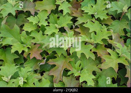 Eichenblatt-Hortensie, Hydrangea quercifolia,, Oakleaf hydrangea Stock Photo