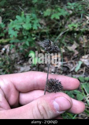 downy pagoda plant (Blephilia ciliata) Stock Photo