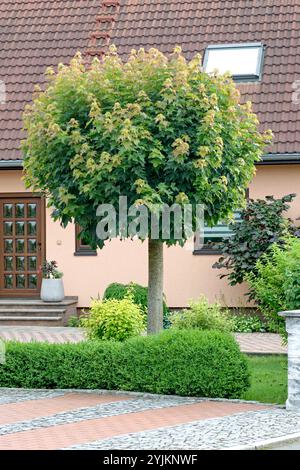 Kugel-Ahorn (Acer platanoides 'Globosum'), globe maple (Acer platanoides Globosum) Stock Photo