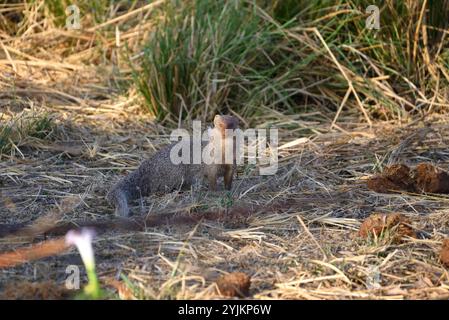 Indian grey mongoose, wildlife bhopal, India Stock Photo