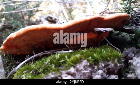 Southern Cinnabar Polypore (Trametes coccinea) Stock Photo