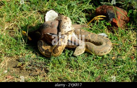 Young python with a kill, Jim corbett national park, Wildlife Bhopal, India Stock Photo