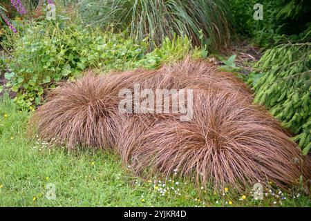 Neuseeland-Segge (Carex comans 'Bronze Form'), New Zealand sedge (Carex comans Bronze Form) Stock Photo