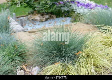 Blauschwingel (Festuca glauca 'Elijah Blue'), Blue fescue (Festuca glauca Elijah Blue) Stock Photo