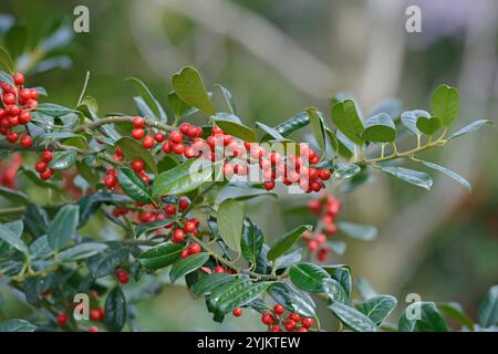 Stechpalme (Ilex aquifolium 'J.C. van Tol' Stock Photo - Alamy