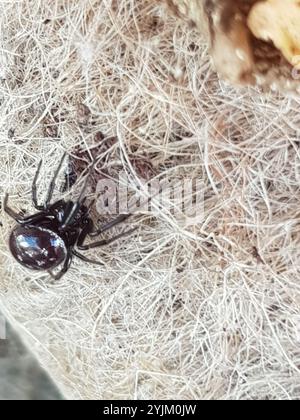 Black Cobweb Spider (Steatoda capensis) Stock Photo