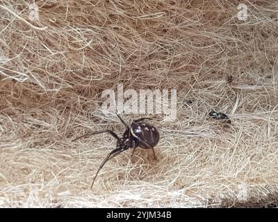 Black Cobweb Spider (Steatoda capensis) Stock Photo