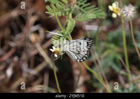 Brown-veined White Butterfly? - Belenois aurota Stock Photo