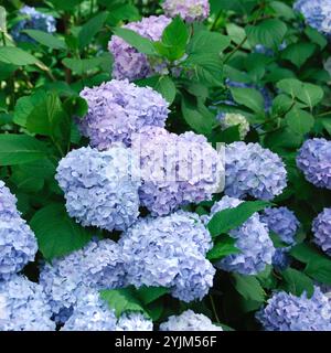 Hydrangea macrophylla Bouquet Rose, Hydrangea macrophylla bouquet rose Stock Photo