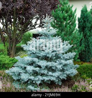 Picea pungens Koster Stock Photo