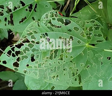 Air Potato Leaf Beetle (Lilioceris cheni) Stock Photo