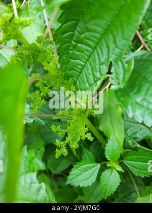 Canada clearweed (Pilea pumila) Stock Photo