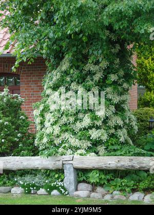 Kletter-Hortensie, Hydrangea anomala subsp. petiolaris,, Climbing hydrangea Stock Photo