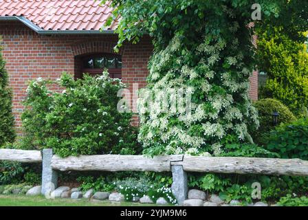 Kletter-Hortensie, Hydrangea anomala subsp. petiolaris,, Climbing hydrangea Stock Photo