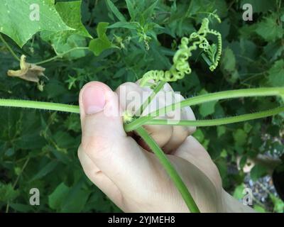 Oneseed Bur Cucumber (Sicyos angulatus) Stock Photo