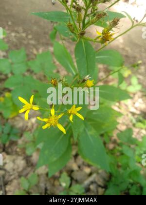 Alpine Ragwort Complex (Senecio nemorensis Stock Photo - Alamy