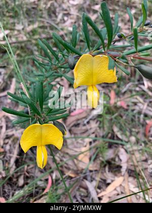 Golden Glory Pea (Gompholobium latifolium) Stock Photo