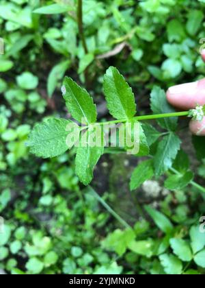 Fool's Watercress (Helosciadium nodiflorum) Stock Photo