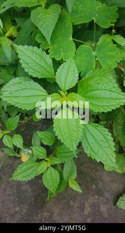 Canada clearweed (Pilea pumila) Stock Photo