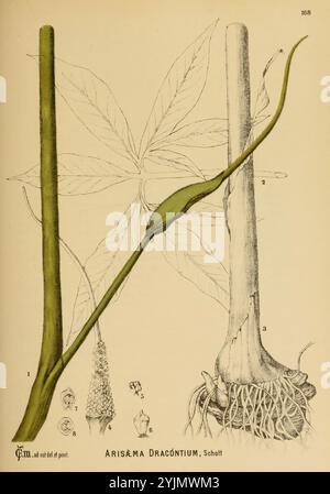 A botanical illustration showing both a side and broad view of a young ...