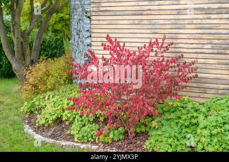 Flügel-Spindelstrauch, Euonymus alatus Compactus,, Wing spindle bush, Euonymus alatus compactus, Stock Photo