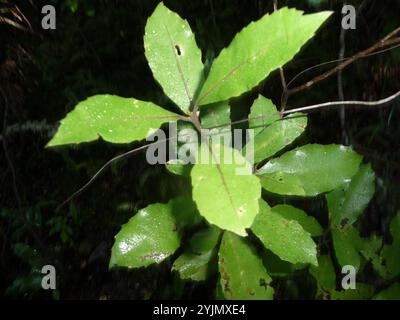 Pigeonwood (Hedycarya arborea) Stock Photo