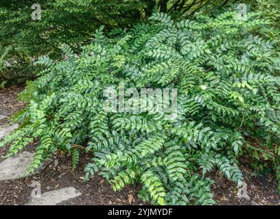 Japanische Mahonie, Mahonia japonica,, Japanese Mahonia Stock Photo