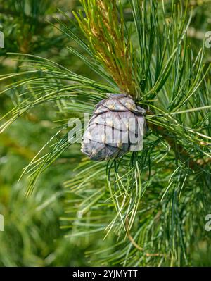 Zirbel-Kiefer, Pinus cembra,, Swiss stone pine Stock Photo