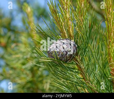 Zirbel-Kiefer, Pinus cembra,, Swiss stone pine Stock Photo