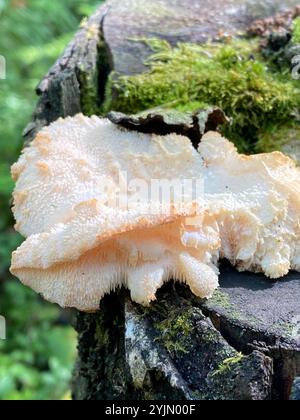 Tiered tooth fungus (Hericium cirrhatum) Stock Photo