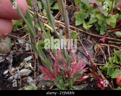 drummond's rockcress (Boechera stricta Stock Photo - Alamy