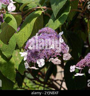 Samt-Hortensie, Hydrangea aspera Macrophylla,, Velvet hydrangea Stock Photo