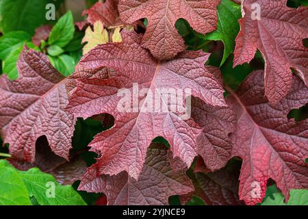 Eichenblatt-Hortensie, Hydrangea quercifolia RUBY SLIPPERS,, Oakleaf hydrangea Stock Photo