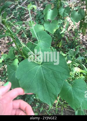 Oneseed Bur Cucumber (Sicyos angulatus) Stock Photo