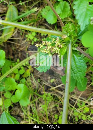 Canada clearweed (Pilea pumila) Stock Photo