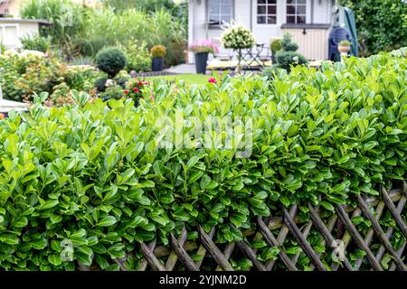 Lorbeer-Kirsche (Prunus laurocerasus 'Rotundifolia' Stock Photo - Alamy