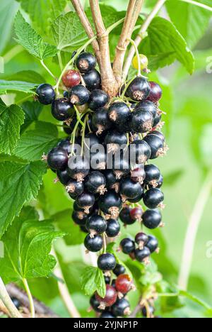 Schwarze Johannisbeere, Ribes nigrum Titania,, Blackcurrant Stock Photo