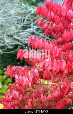 Flügel-Spindelstrauch, Euonymus alatus Compactus,, Wing spindle bush, Euonymus alatus compactus, Stock Photo