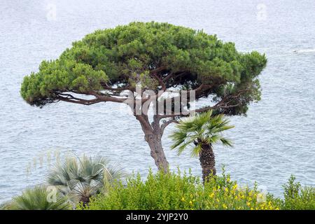 Pinie, Pinus pinea,, Stone pine Stock Photo