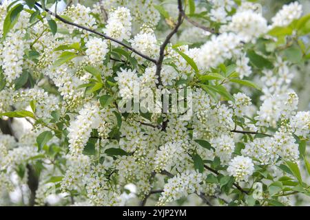 Traubenkirsche, Prunus padus,, bird cherry Stock Photo