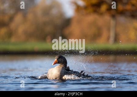 A bird in the autumnal sunshine in Clapham Common, London. Picture date: Friday November 15, 2024. Stock Photo