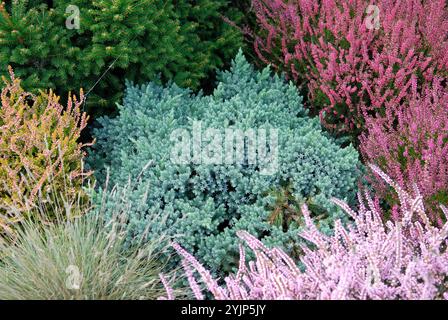 Juniperus squamata Blue Star, Juniperus squamata Blue Star Stock Photo