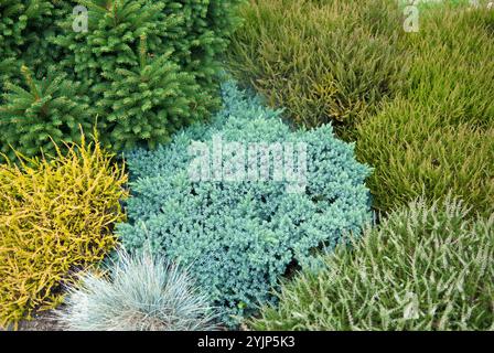 Blauer Zwerg-Wacholder, Juniperus squamata Blue Star, Blue dwarf juniper, Juniperus squamata Blue Star Stock Photo