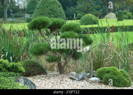Garten-Bonsai, Krummholzkiefer , Pinus mugo subsp. mugo, Garden Bonsai,  mountain pine, Pinus mugo subsp. Mugo Stock Photo - Alamy