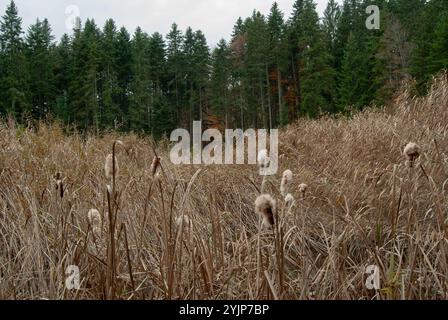 Dry Typha latifolia plants growing beside a serene lake on a sunny day in the forest. Stock Photo