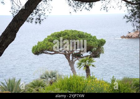 Pinie, Pinus pinea, Pine, Pinus pinea Stock Photo