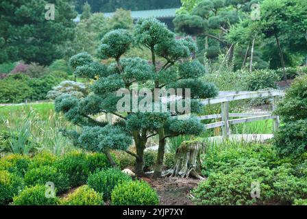 Gartenbonsai, Blaue Maedchenkiefer , Pinus parviflora Glauca, Bonsai, Blue  white pine, Pinus parviflora Glauca Stock Photo - Alamy